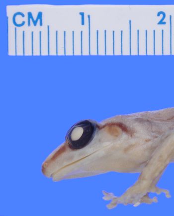 Media type: image; Herpetology A-30368